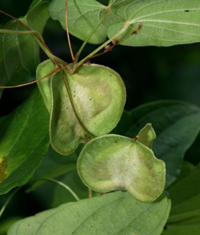 Диоскорея кавказская лиана