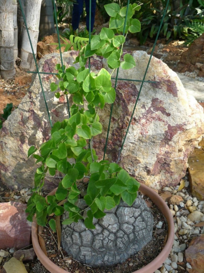Dioscorea elephantipes