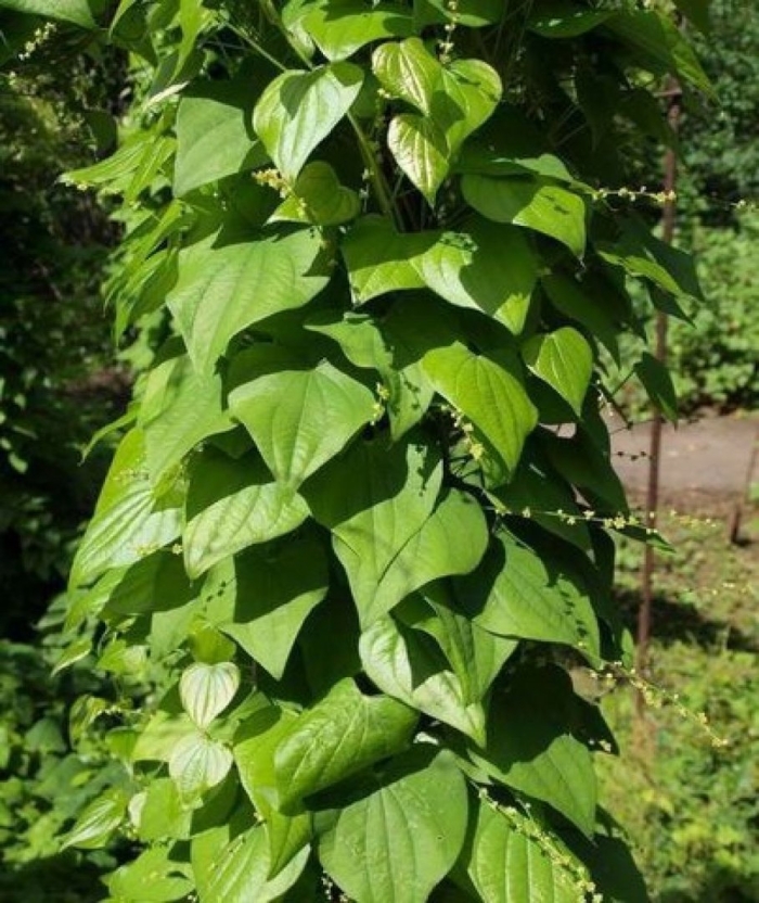 Диоскорея дельтовидная