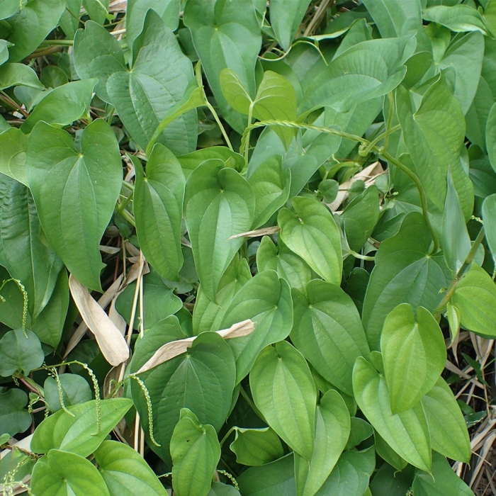 Dioscorea alata