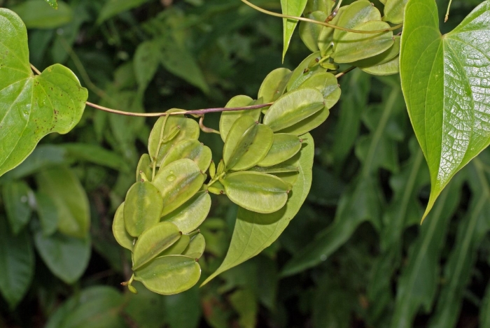 Dioscorea deltoidea