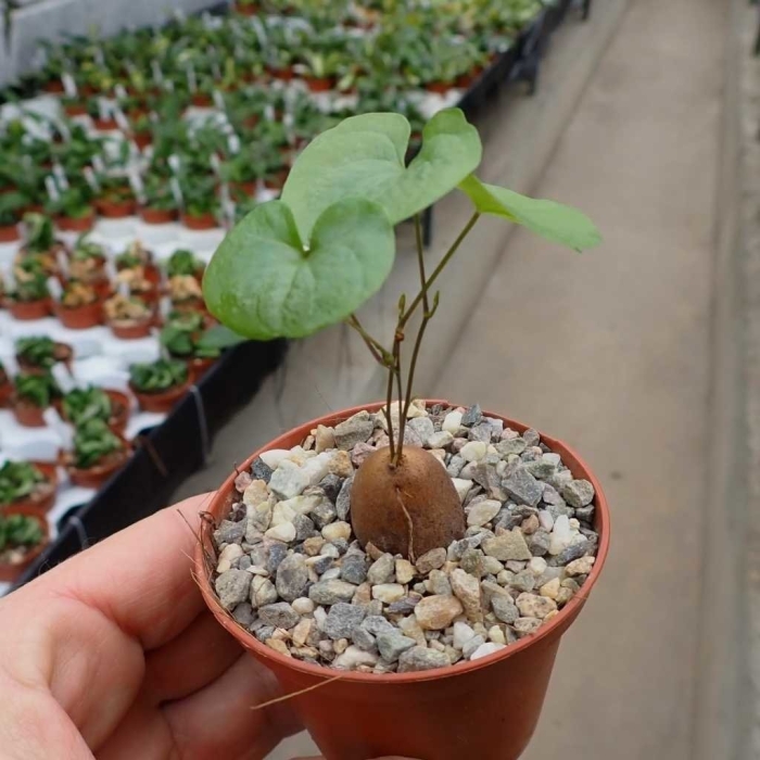 Диоскорея elephantipes