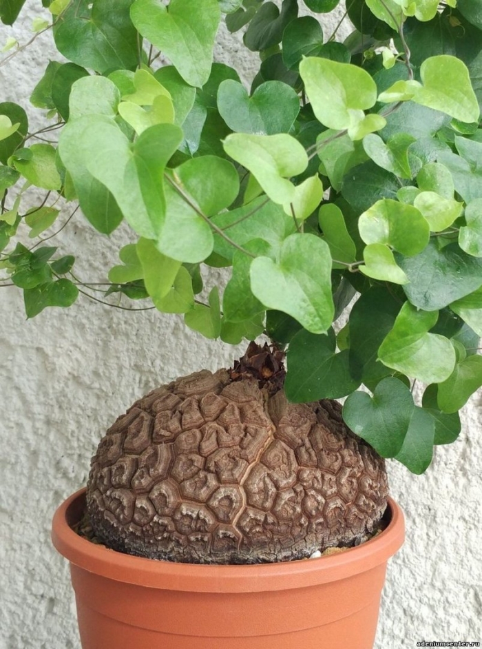 Диоскорея суккулент