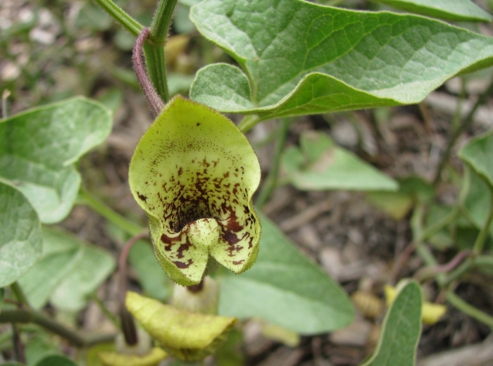 Кирказон ломоносовидный