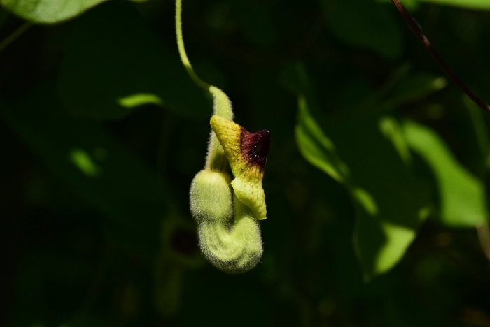 Aristolochia tomentosa