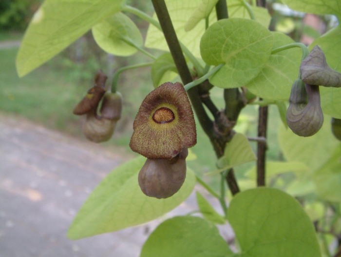 Aristolochia macrophylla