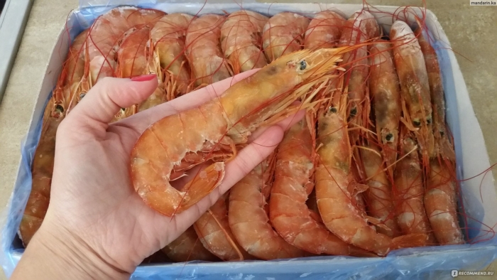 Аргентинская креветка l2
