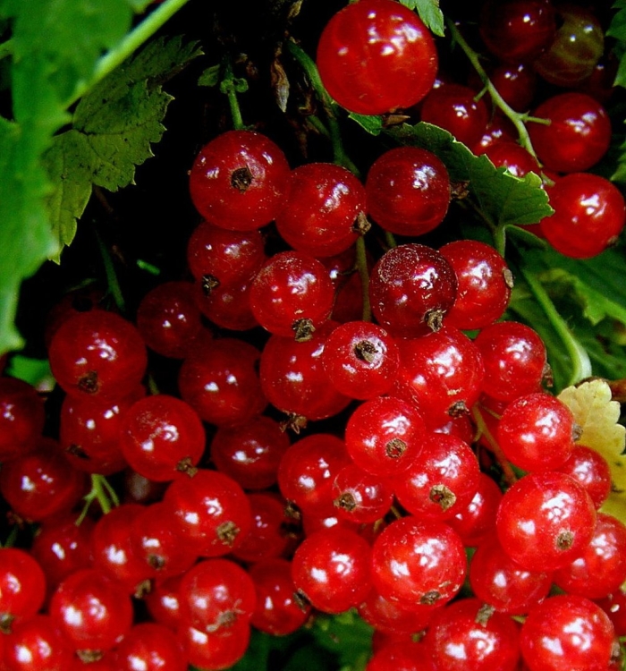 Смородина красная орловчанка