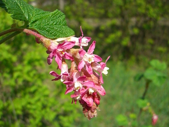Ribes sanguineum var glutinosum