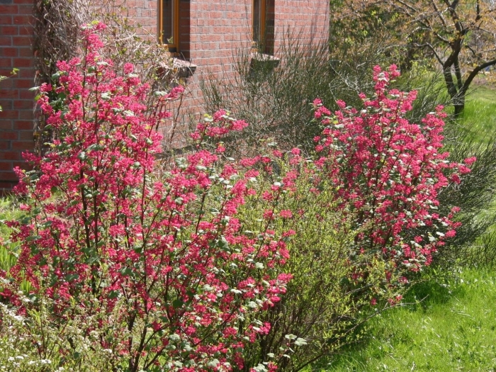 Хеномелес маулея куст