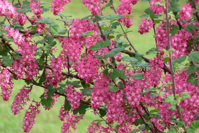 Смородина кроваво-красная (сорт 'king edward vii')