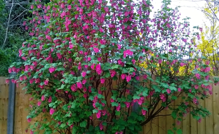 Смородина кроваво-красная кинг эдвард vii