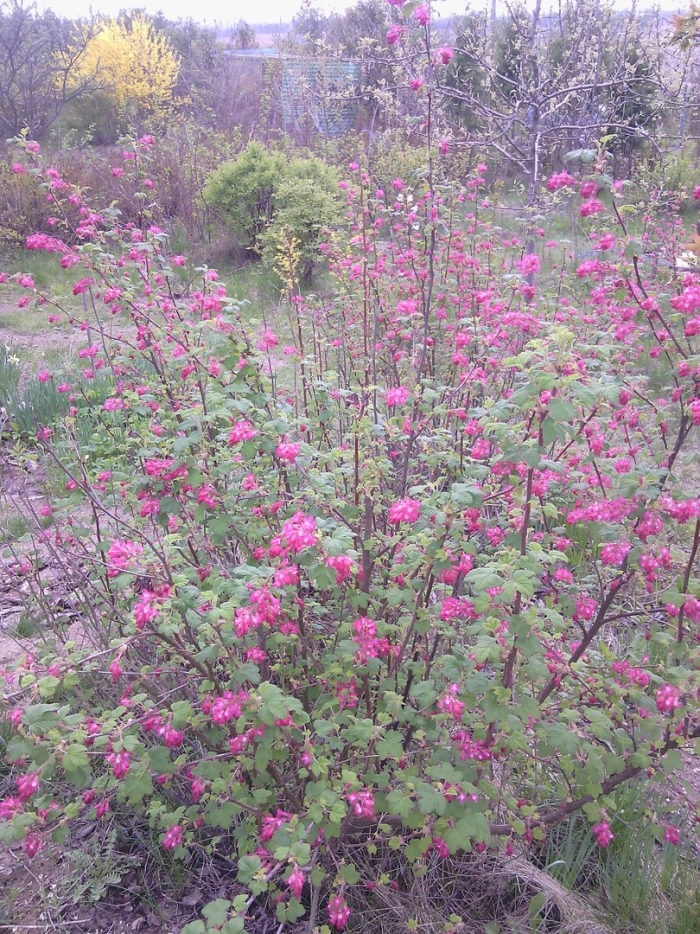 Смородина кроваво-красная пулборо скарлет