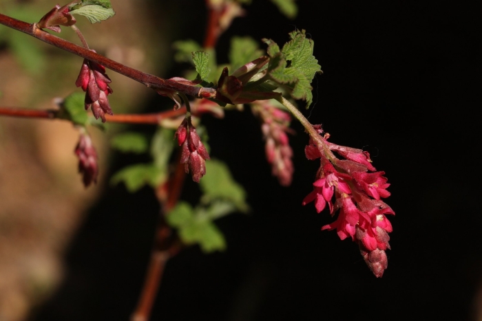 Symphyglossum sanguineum