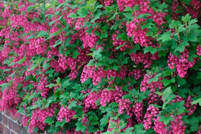 Смородина кроваво-красная кинг эдвард