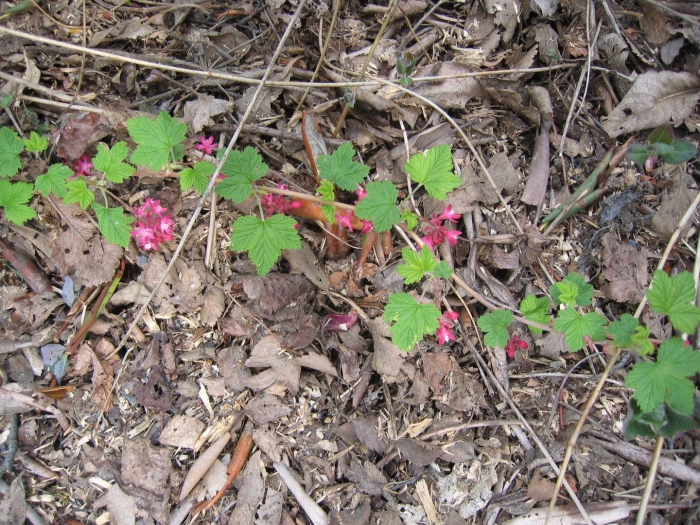 Смородина кроваво-красная пулборо скарлет