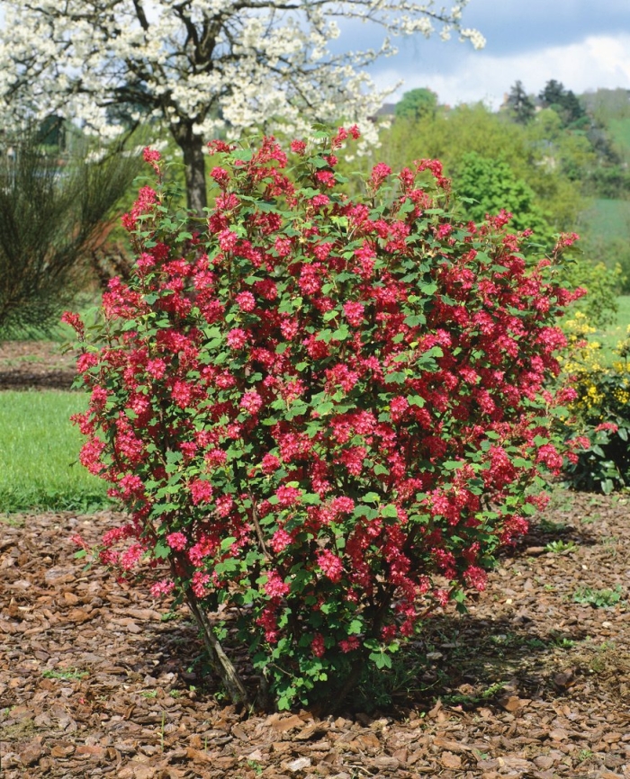 Вейгела бристоль руби