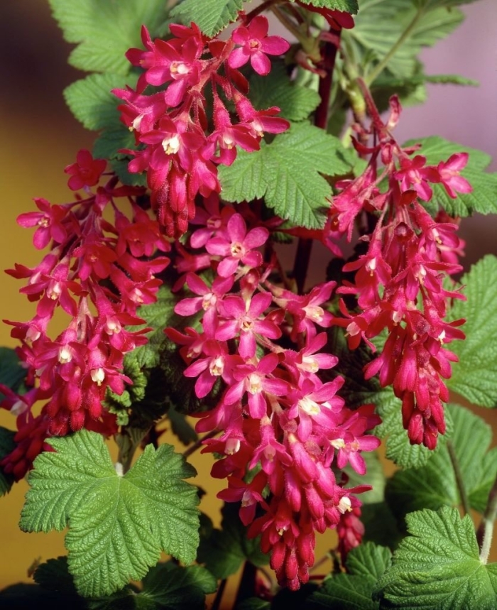 Смородина кроваво-красная king edward