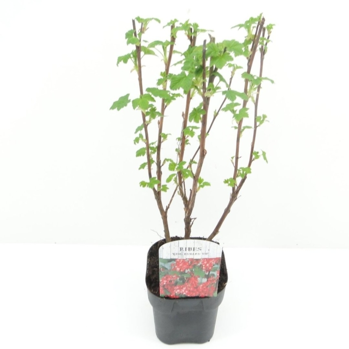 Саженцы смородины