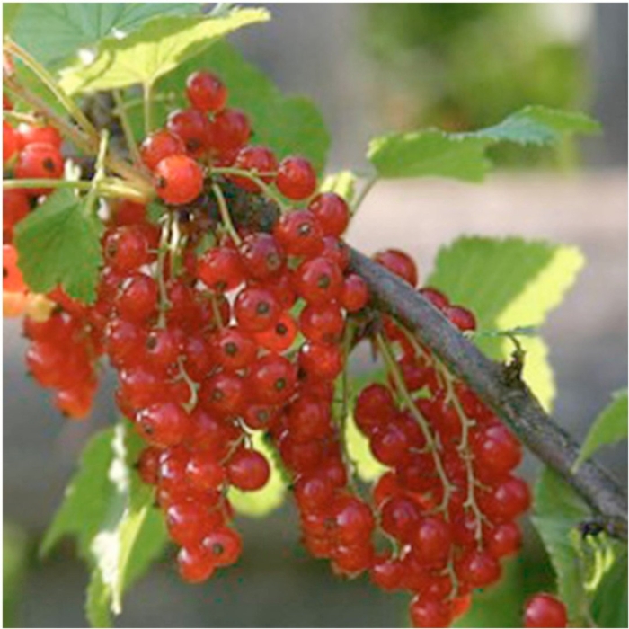 Красная смородина сорт сахарная