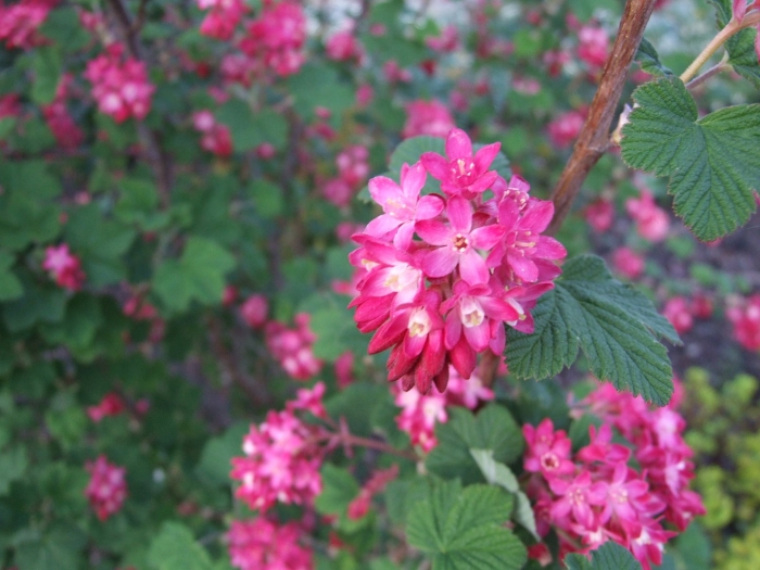 Смородина кроваво-красная пулборо скарлет