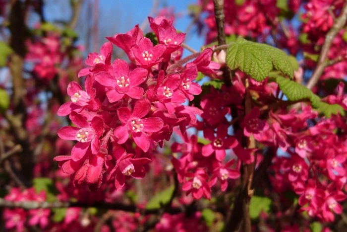 Смородина кроваво-красная кинг эдвард vii