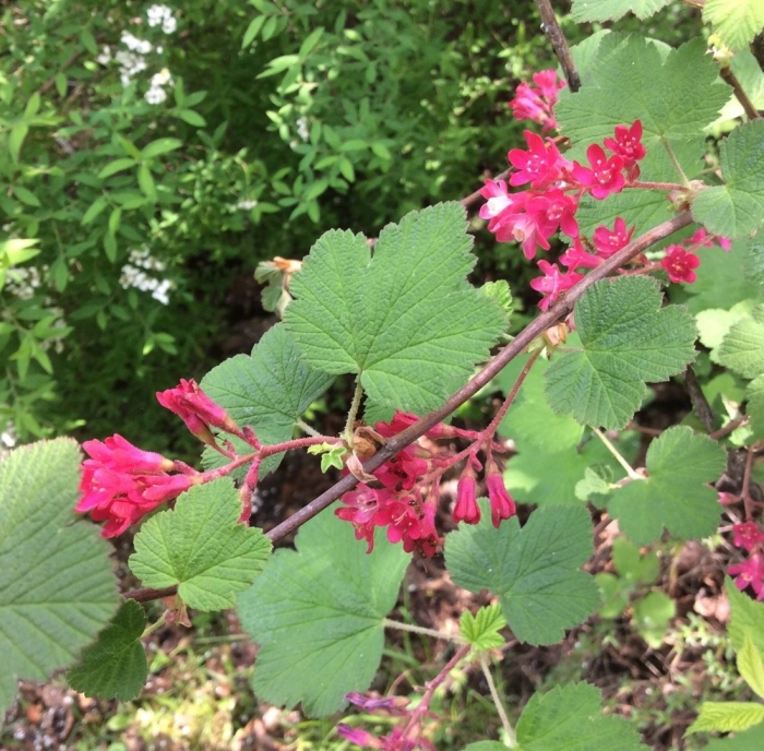 Смородина кроваво-красная пулборо скарлет