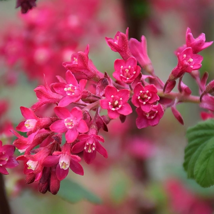 Смородина кроваво-красная кинг эдвард vii