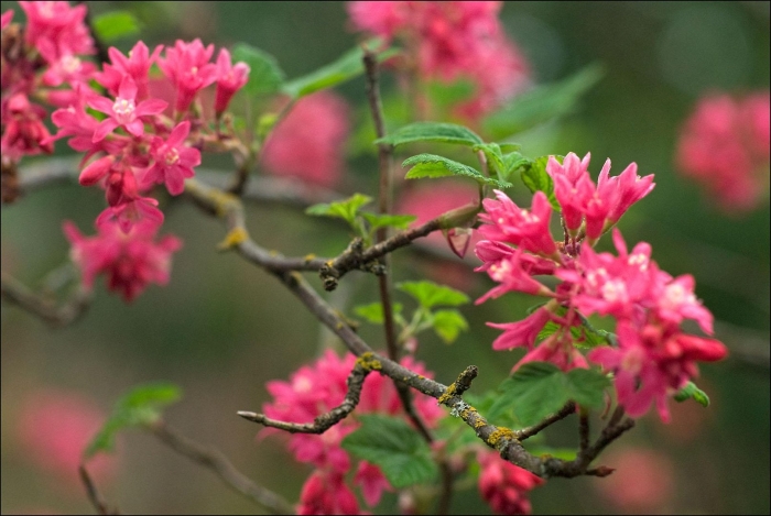 Смородина кроваво-красная пулборо скарлет