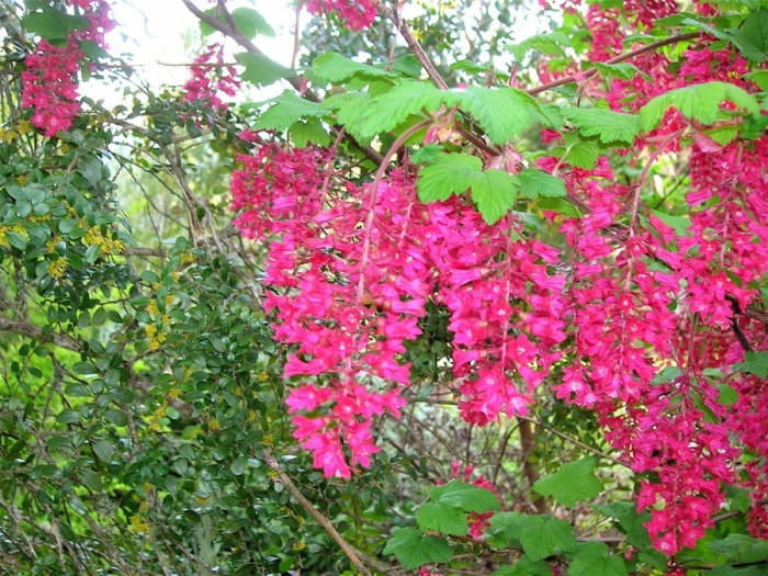 Смородина декоративная кроваво красная кинг эдвард