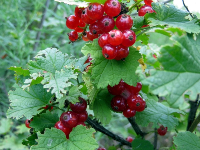 Сорт красной смородины