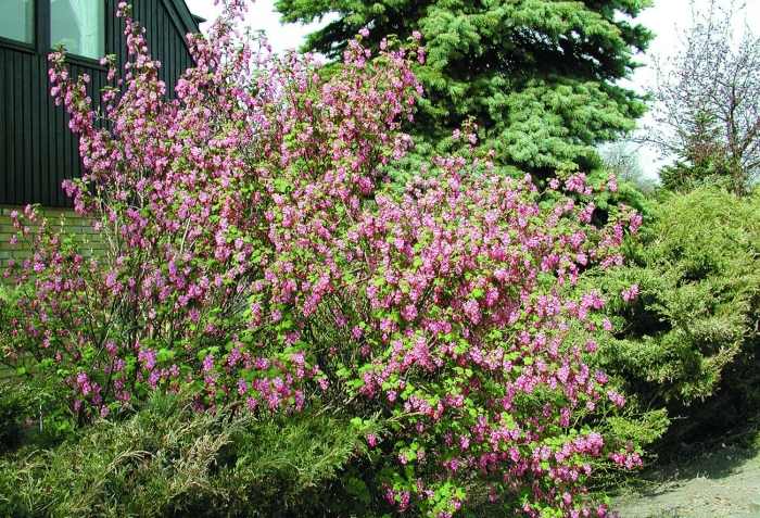 Weigela japonica