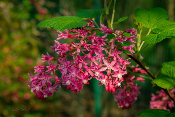 Смородина кроваво-красная пулборо скарлет