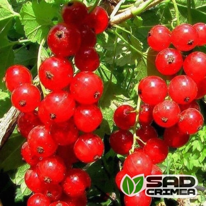 Смородина красная сорт натали