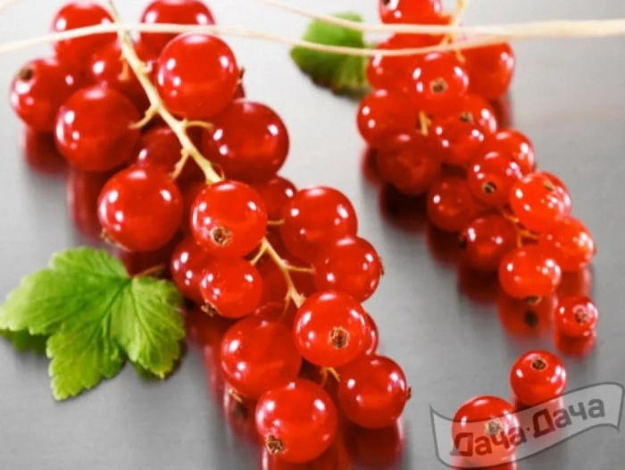 Смородина красная мармеладница