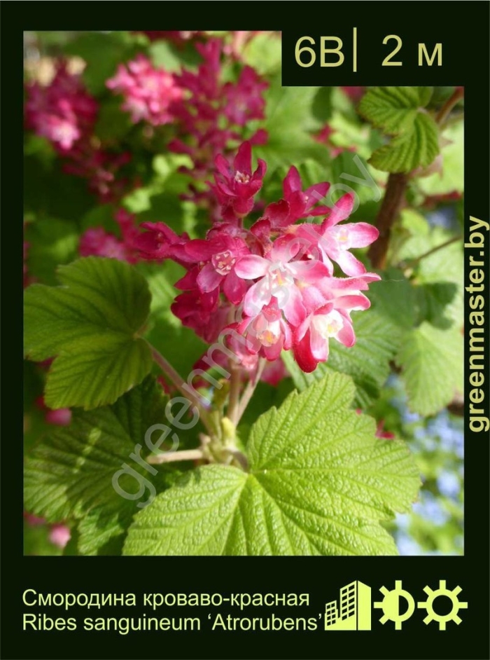 Смородина кроваво-красная пулборо скарлет