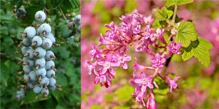 Смородина king edward