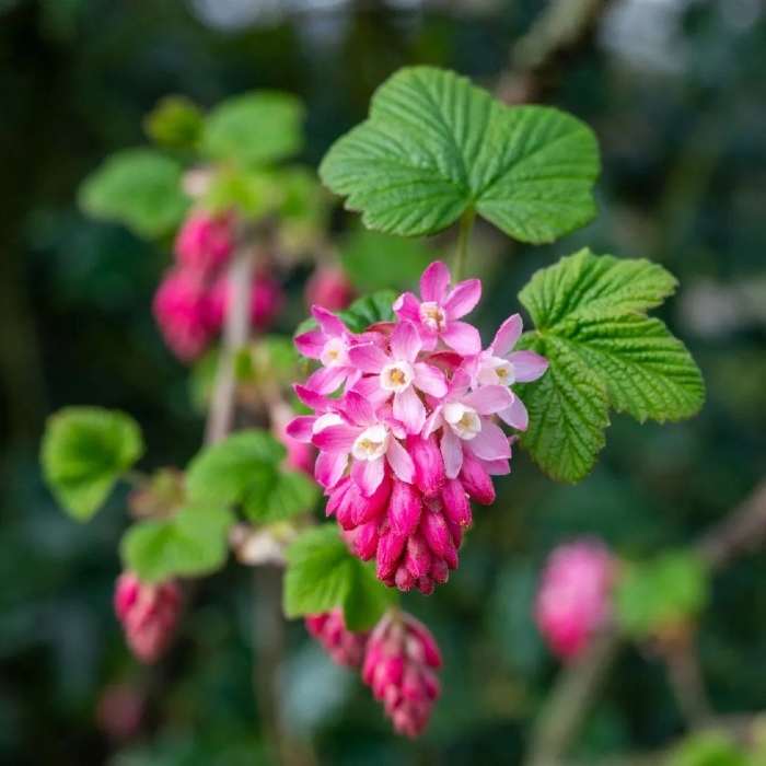 Red flowering currant
