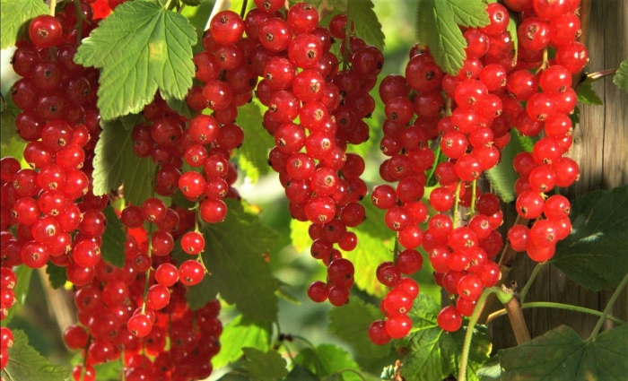 Смородина красная - ribes rubrum