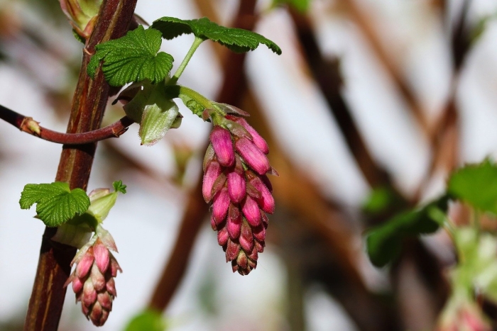Смородина кровяно красная