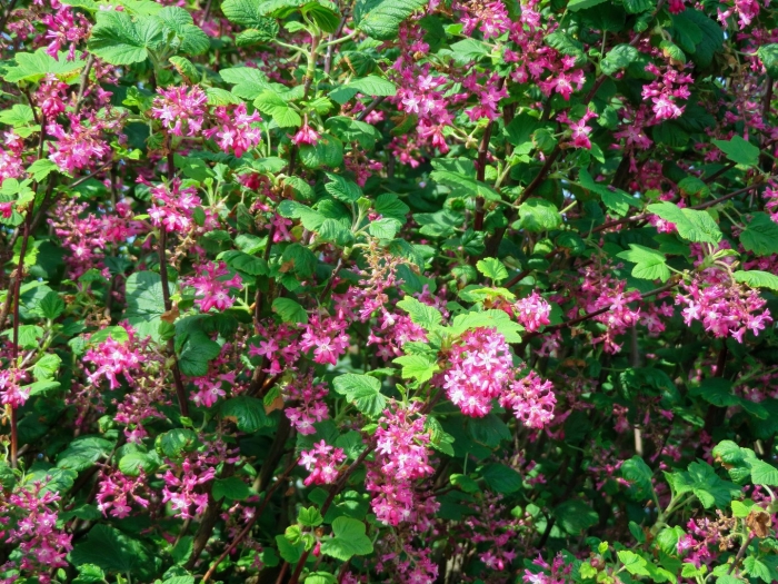 Смородина декоративная кроваво красная кинг эдвард