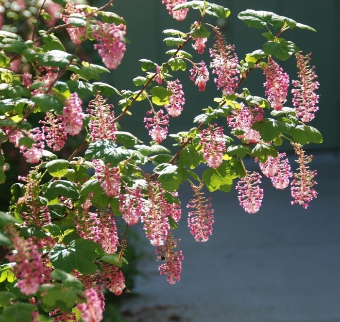 Сирень комарова пониклая