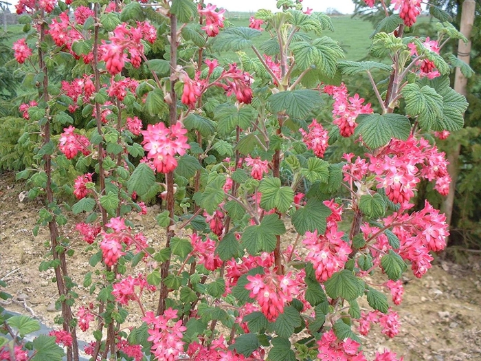 Смородина пулборо скарлет