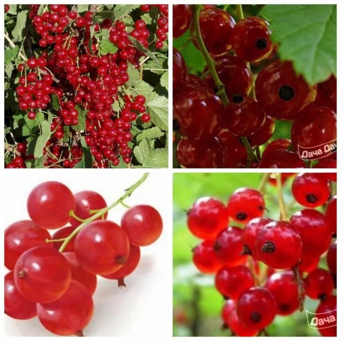 Смородина красная ненаглядная