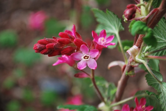 Смородина кроваво-красная пулборо скарлет