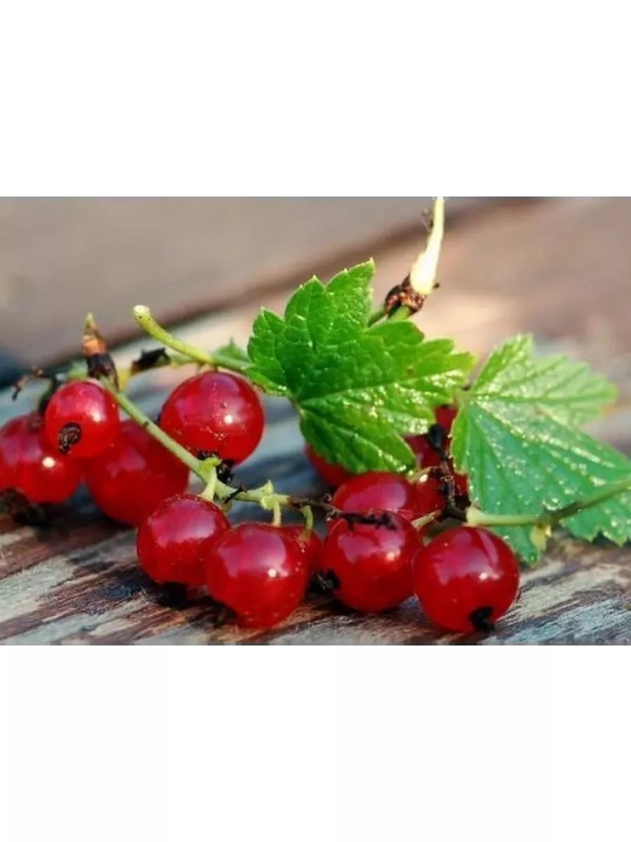 Ягоды красной смородины