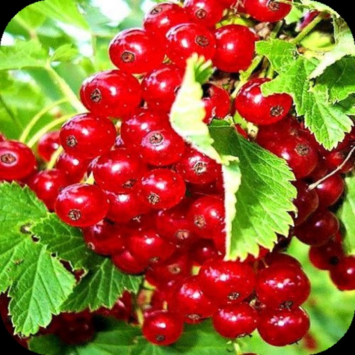 Саженцы красная смородина