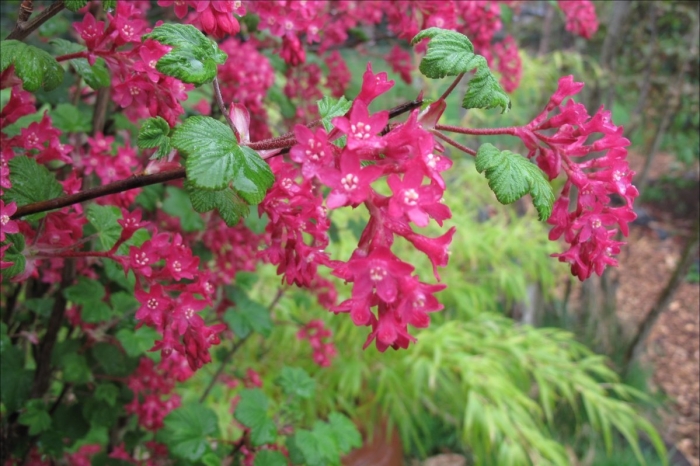 Смородина кроваво-красная кинг эдвард vii