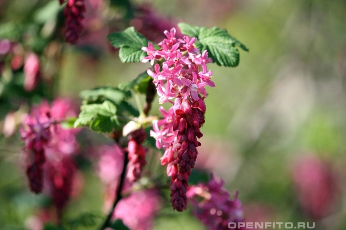 Декоративная смородина