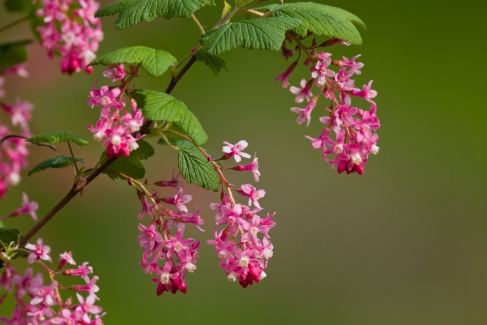 Flowering currant